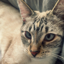 Load image into Gallery viewer, Sundari 😺