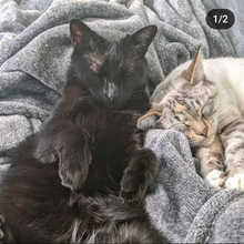 Load image into Gallery viewer, Phoebe 😺
