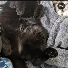 Load image into Gallery viewer, Phoebe 😺